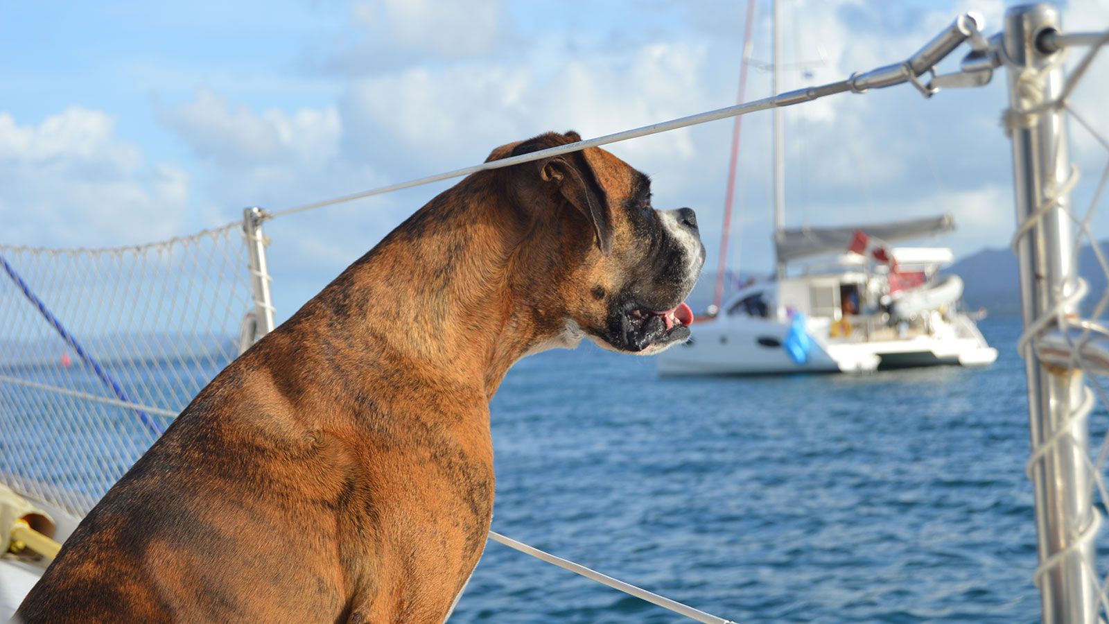 Take your dog on a caninefriendly holiday to Greece